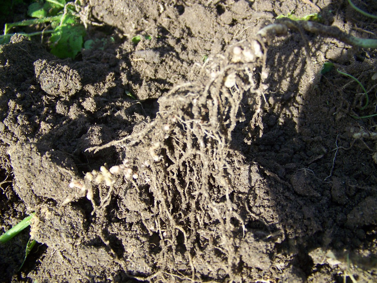 Bakterie brodawkowe w glebie (fot. K. Domagała)