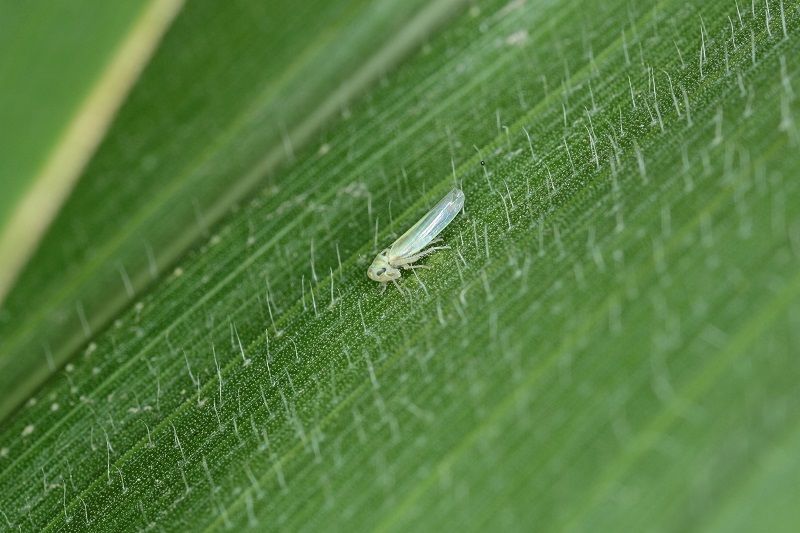 Nowy szkodnik kukurydzy - Zyginidia scutellaris