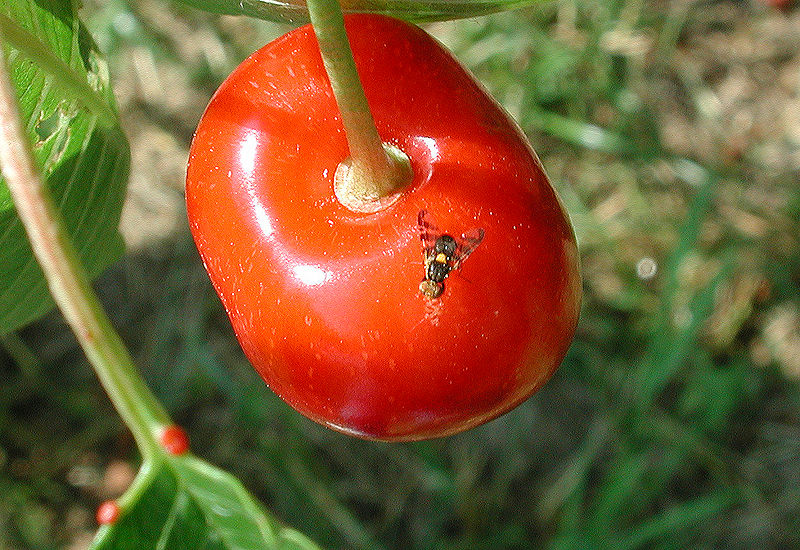 Nasionnica trześniówka (fot. Bauer Karl / wikipedia.org)