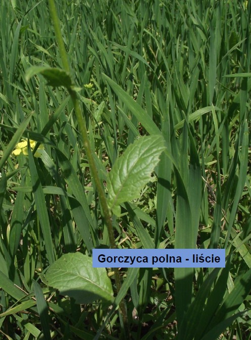 Gorczyca polna - liście (fot. T. Dąbkowska)