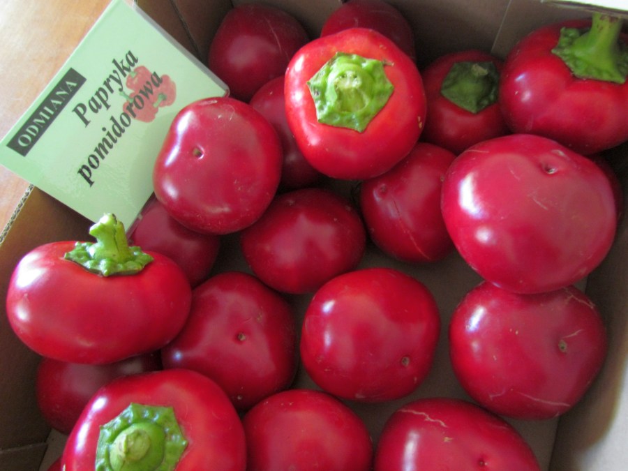 Papryka pomidorowa (fot. M. Miłek)