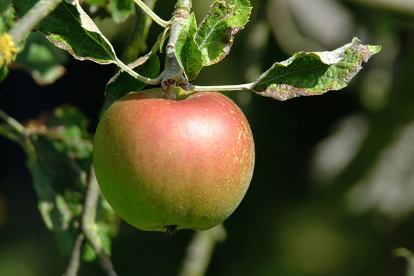 jabłko ekologiczne