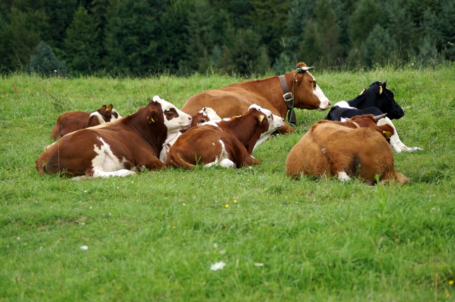 Dobroczynne działanie ziół na zdrowie bydła