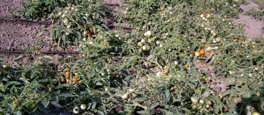 Nawadnianie kroplowe pomidora gruntowego (fot. M. Miłek)
