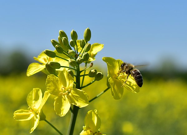 Pszczoła na kwiecie rzepaku