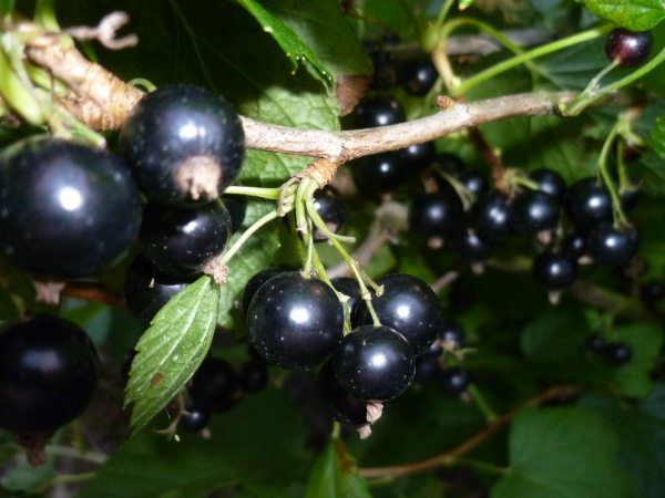 Owoce porzeczki czarnej na krzewie