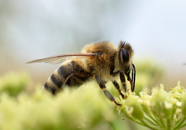 Nowy ład dla pszczół