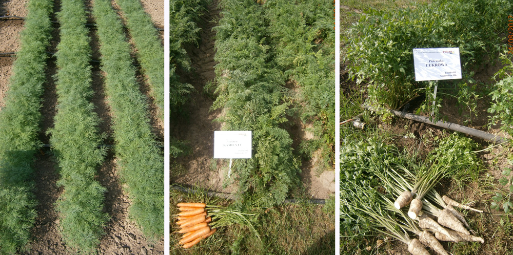 Odmiany warzyw do uprawy ozimej: od lewej koper Szmaragd, marchew Kamila i pietruszka Cukrowa