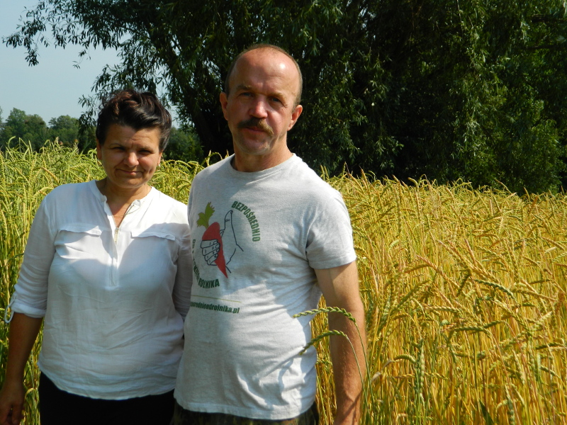 Bogdan i Elżbieta Chara na polu z pszenicą orkiszową ozimą